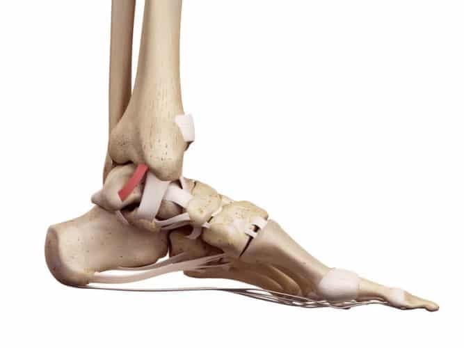 Ankle ligaments can restrict mobility.