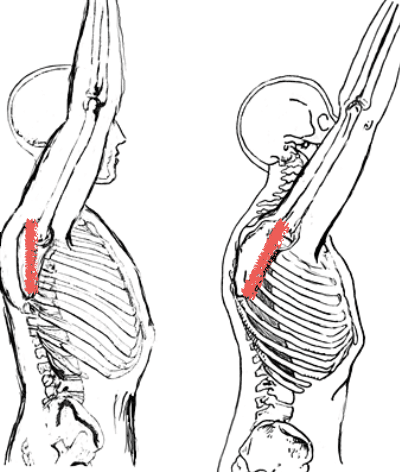 Thoracic extension allows the scapula to tilt posteriorly
